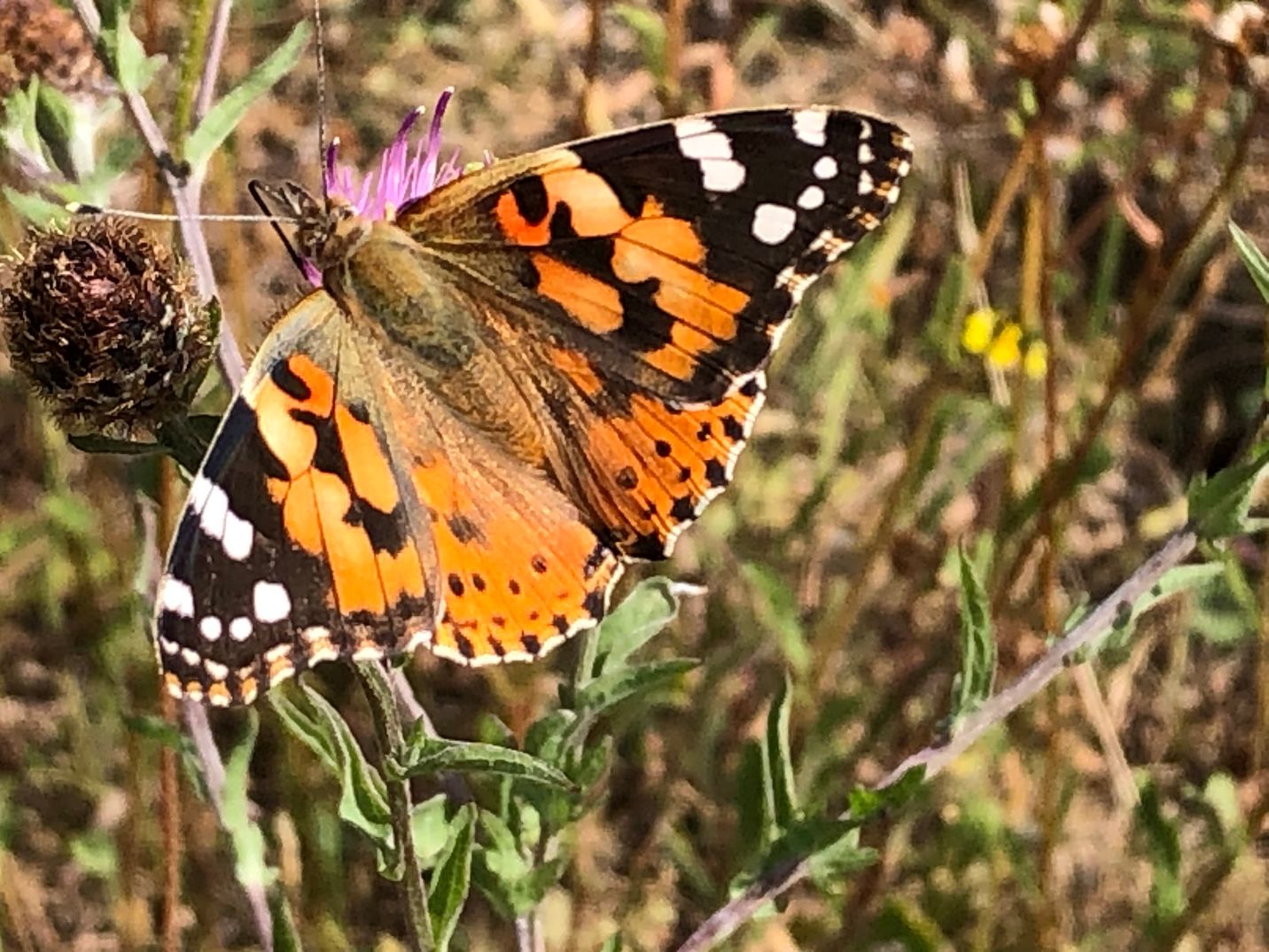 Painted Lady Heartwood Forest 4 Aug